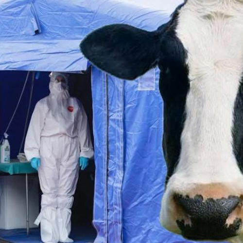 Focar de boala limbii albastre raportat în județul Gorj