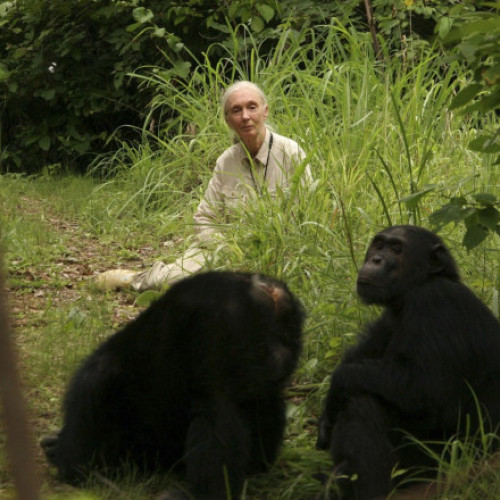 Jane Goodall, renumita primatologă, a murit la 91 de ani în Califonia