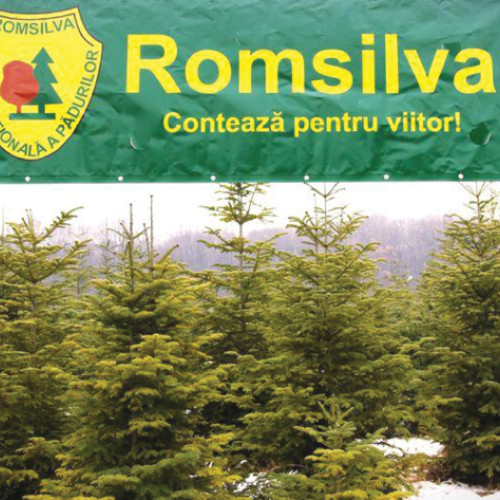 Romsilva oferă 2 milioane metri cubi de lemn pentru foc la prețuri similare cu 2024