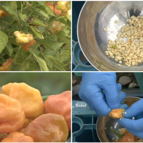 Un soi de ardei iute din Buzău ar putea fi cel mai picant din lume