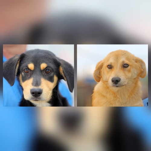 Primăria Constanța caută familii pentru doi căței jucăuși de adoptat gratuit