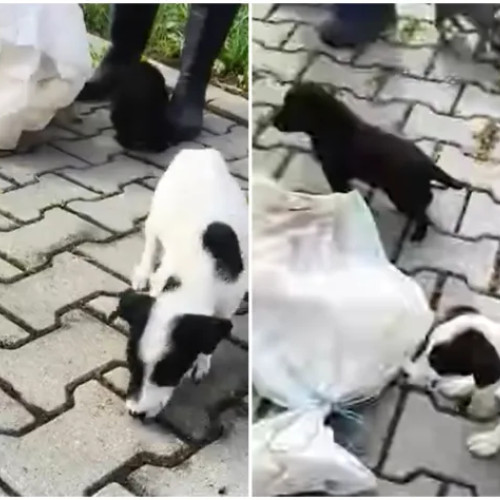 Cinci puiuți de câine, abandonați în sac peste gardul unui adăpost din Viișoara