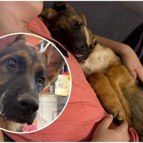 Cățelușa Blaky, dispărută de peste o săptămână în zona Vlaha-Săvădisla