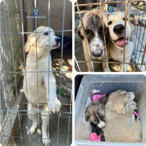 Bărbat din Cornești reținut pentru maltratarea a doi câini