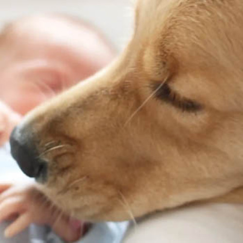 Bebelușii expuși la câini au șanse reduse să dezvolte astm