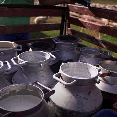 Prefectul Sibiu discută siguranța laptelui crud cu directorul DSVSA