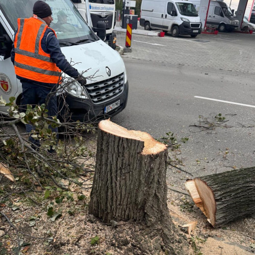 Nemulțumiri în Botoșani după tăierea copacilor pentru pistă de biciclete