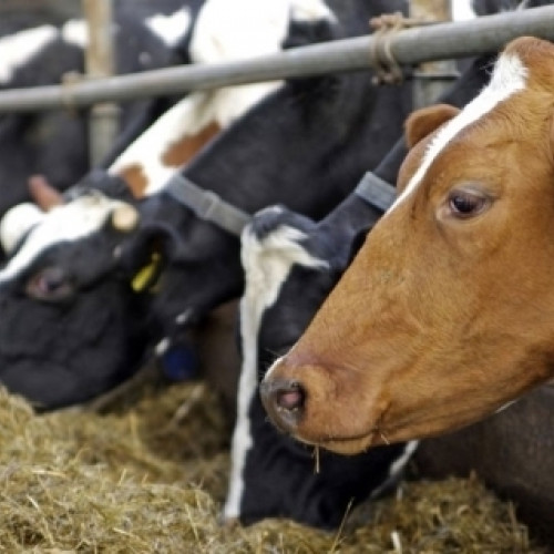 Confirmat primul focar de boala limbii albastre în județul Gorj după aproape un deceniu