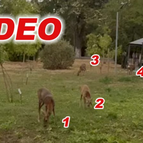 Patru căprioare surprinse în Parcul Crâng din Buzău