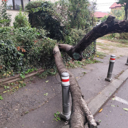 Copac prăbușit în Constanța în contextul avertizărilor meteo cod portocaliu