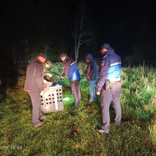 Femela de râs capturată în Runcu, reintrodusă și monitorizată în sălbăticie