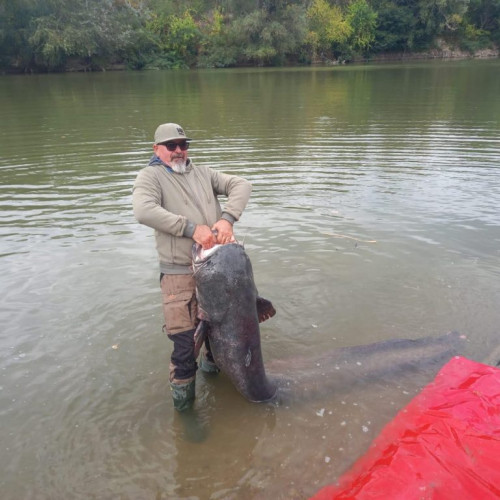 Somn uriaș de peste 2,5 metri prins în râul Mureș și redat mediului natural