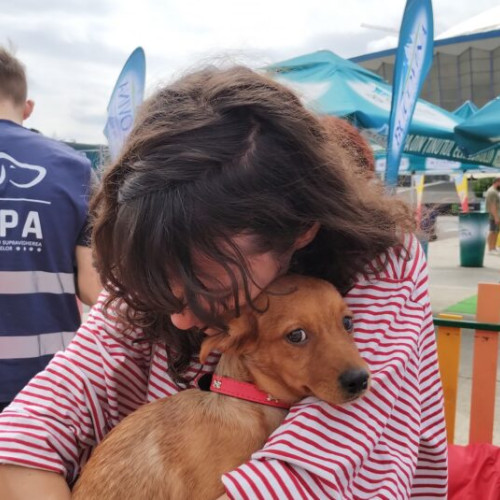 Târg de adopții organizat în București cu 37 de câini și 20 de pisici