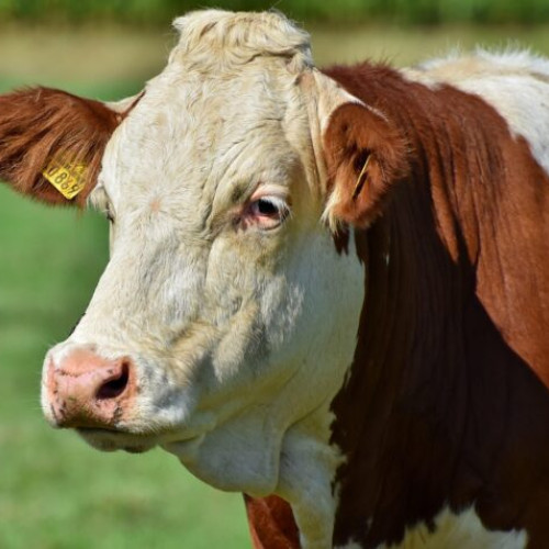 APIA primește cererile de plată pentru ajutorul de stat în creșterea animalelor până în octombrie 2025