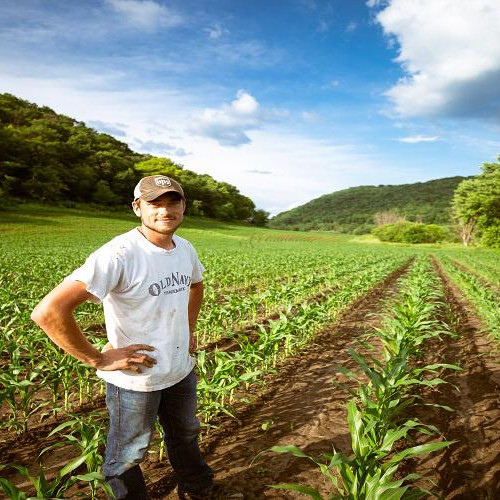 Fermierii din Iași pot depune online deconturile pentru bunăstarea animalelor până pe 31 octombrie