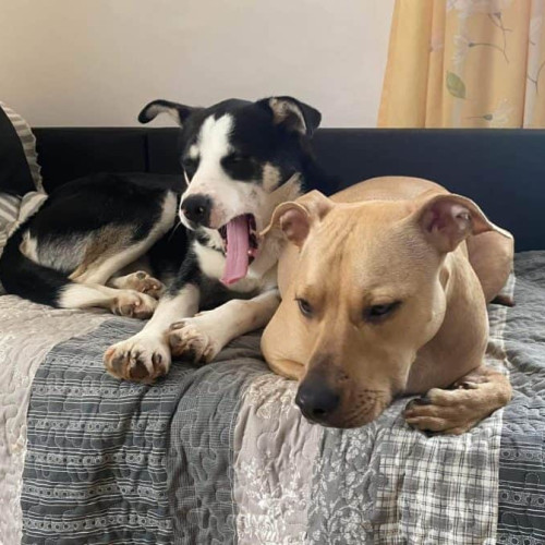 Ziua internațională a animalelor este sărbătorită anual pe 4 octombrie