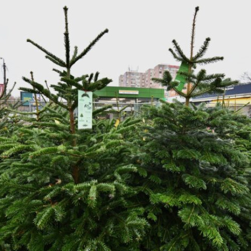 Patru spații pentru vânzarea pomilor de Crăciun în Sector 6, disponibile din decembrie