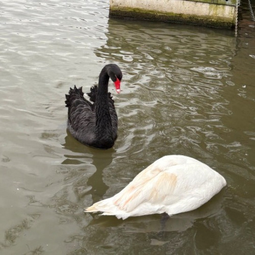 O lebădă neagră din Marea Britanie mutată după atacuri asupra lebedelor albe