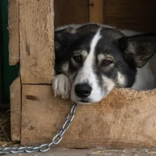 Noi reguli pentru proprietarii de câini în România privind bunăstarea și siguranța animalelor