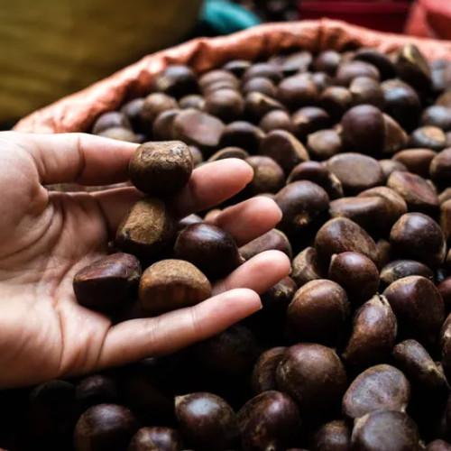 Seceta și canicula au dus la eșecul recoltei de castane din Tismana și anularea festivalului