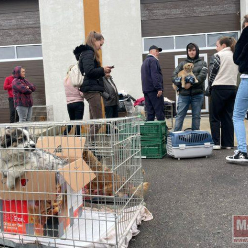 Campanie record de sterilizare gratuită a animalelor la Flămânzi