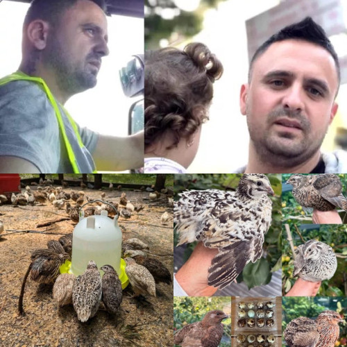 Un gorjean renunță la viața în Anglia pentru a deschide prima fermă de prepelițe în Gorj