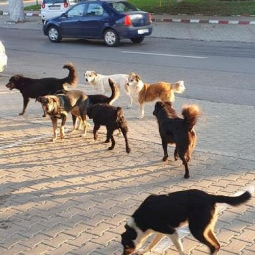Minor decedat după un atac canin în Vrancea, ancheta continuă