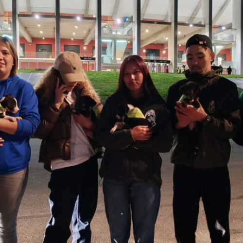 Câțiva căței salvați din adăpostul „horror” din Târgu Jiu promovați pe stadion la Craiova