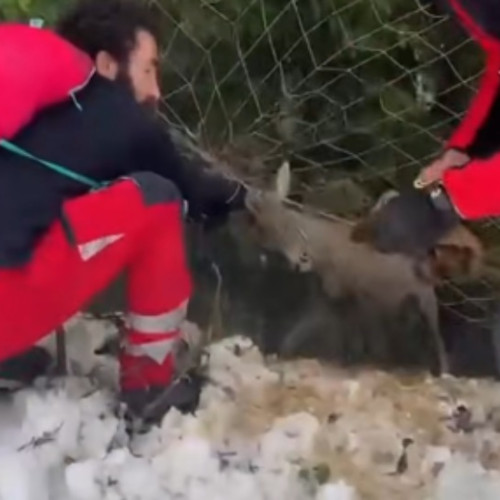 Salvamontiștii din Poiana Brașov au salvat un căprior prins în plasa pârtiei de schi