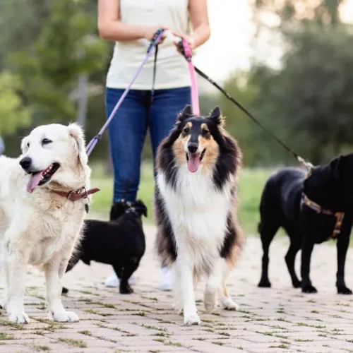 Controverse privind prezența câinilor fără botniță în apropierea școlilor din Cluj