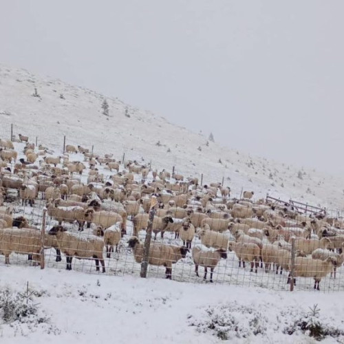 Prima ninsoare din octombrie blochează ciobanii cu oile în Munții Parâng