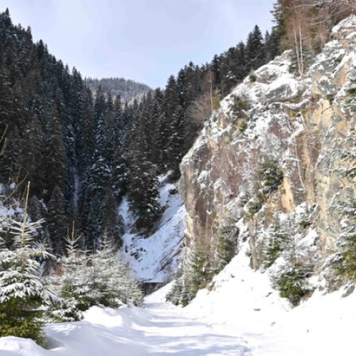 Drumurile din Parcul Național Retezat blocate parțial din cauza copacilor căzuți