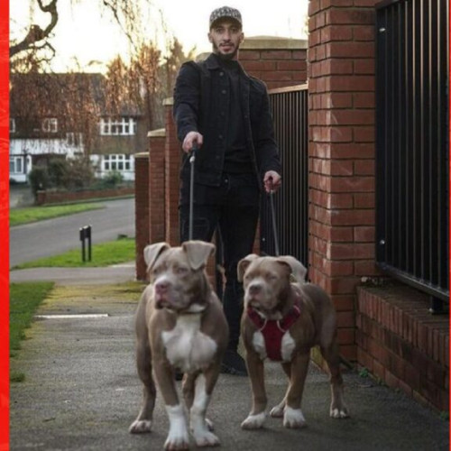 Saïd Benrahma judecat în Anglia pentru atacul câinilor săi asupra unui bărbat