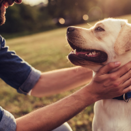 Un bărbat din Cluj a cerut în instanță custodia câinelui său adoptat