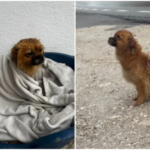 O cățelușă abandonată în ploaie a fost salvată în Unirea după o schimbare neașteptată de traseu