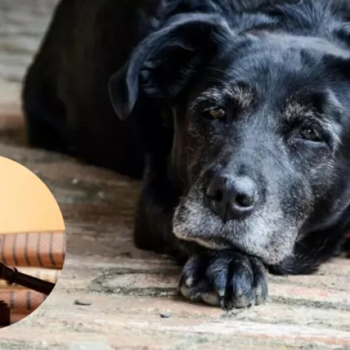 Bărbat din Cluj solicită custodia câinelui dat spre adopție în urmă cu ani