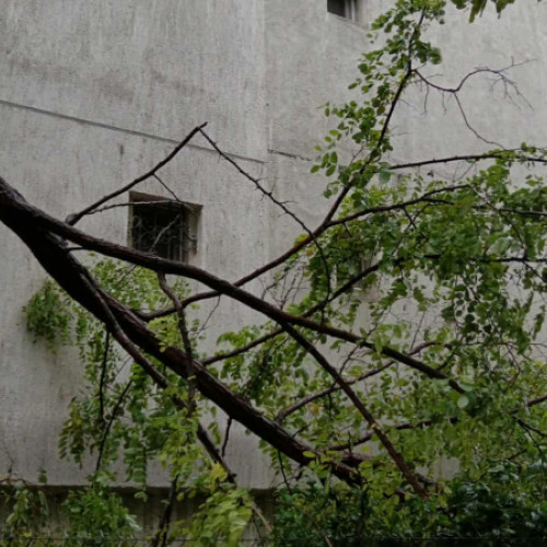 Un copac tânăr s-a rupt din cauza vremii în zona Pieței Centrale din municipiu