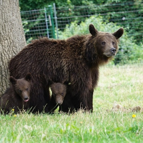 Rezervația de urși din Masivul Postăvaru se va finaliza în prima jumătate a anului viitor
