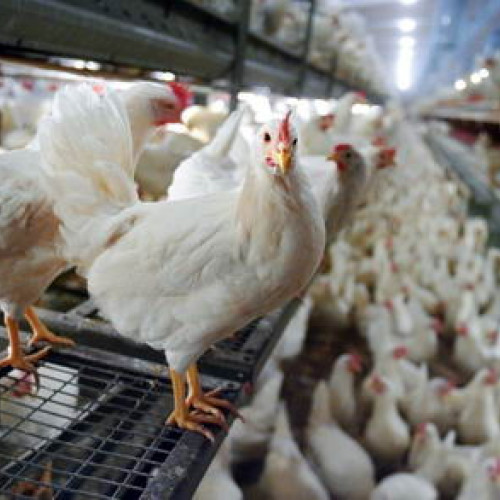 Grup Șerban Holding a finalizat o fermă modernă de găini ouătoare la Orbeni, Bacău