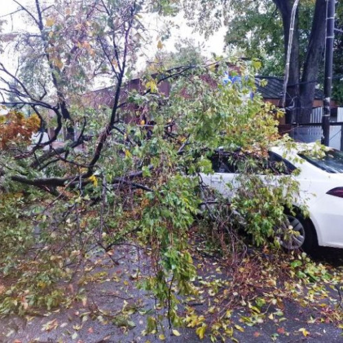 Arbore căzut blochează circulația pe strada Simion Bărnuțiu din Focșani