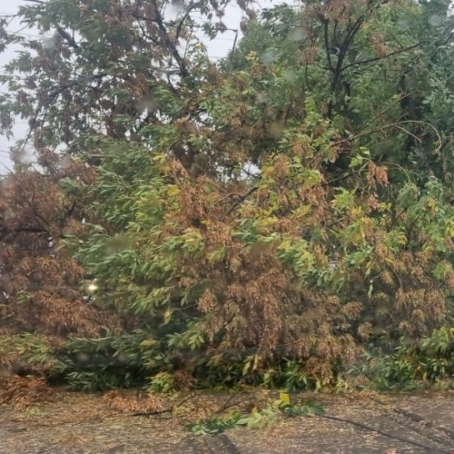 Traficul pe DN 23, blocat temporar din cauza unui copac căzut peste o mașină