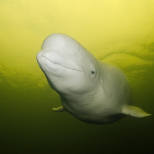 Parcul Marineland din Canada amenință cu eutanasia a 30 de belugi după refuzul guvernului pentru export