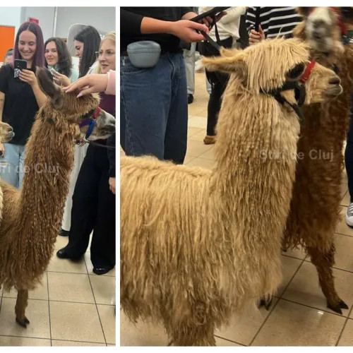 Alpaca Pesto și Tofu aduc zâmbete studenților la FSEGA Cluj-Napoca