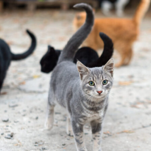 Judecătoria Deva respinge cererea de ordin de protecție între soți