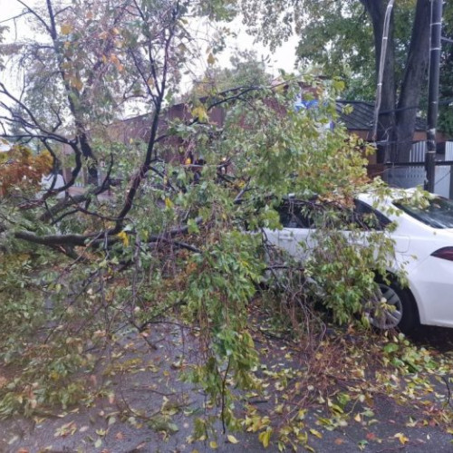 Intervenție a pompierilor pentru degajarea unui arbore căzut în Focșani