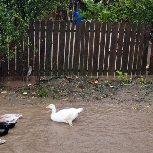 Inundațiile provoacă invazie de rațe și gâște pe drumurile din Ciobanu