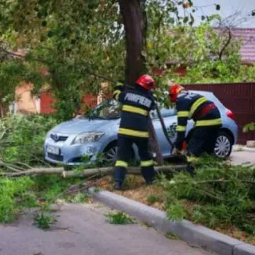 Locatarii blocului Anina 1-3 cer tăierea unui copac periculos de câțiva ani