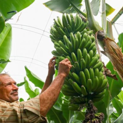 Rusia începe cultivarea bananelor și fructelor tropicale în sere speciale