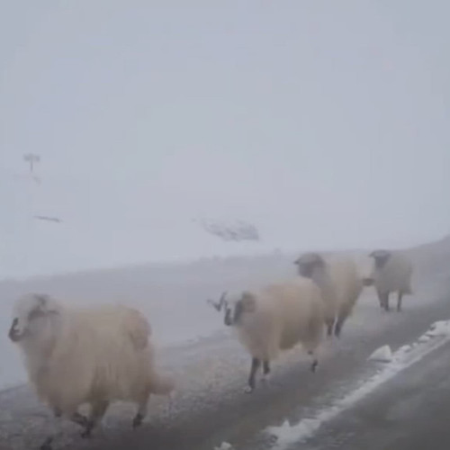 Drumarii deschid un culoar pe Transalpina pentru ciobanii blocați de zăpadă