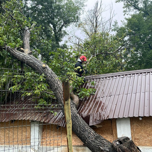 Un copac doborât peste o magazie la Centrul de Reabilitare Psihiatrică Războieni